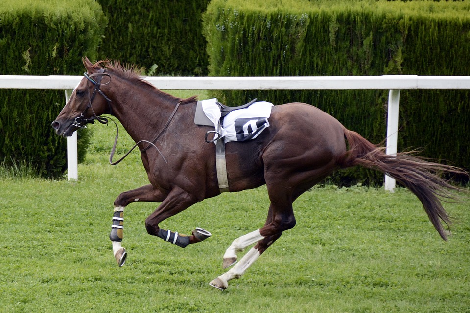 risarcimento danno del cavaliere del circolo sportivo equestre