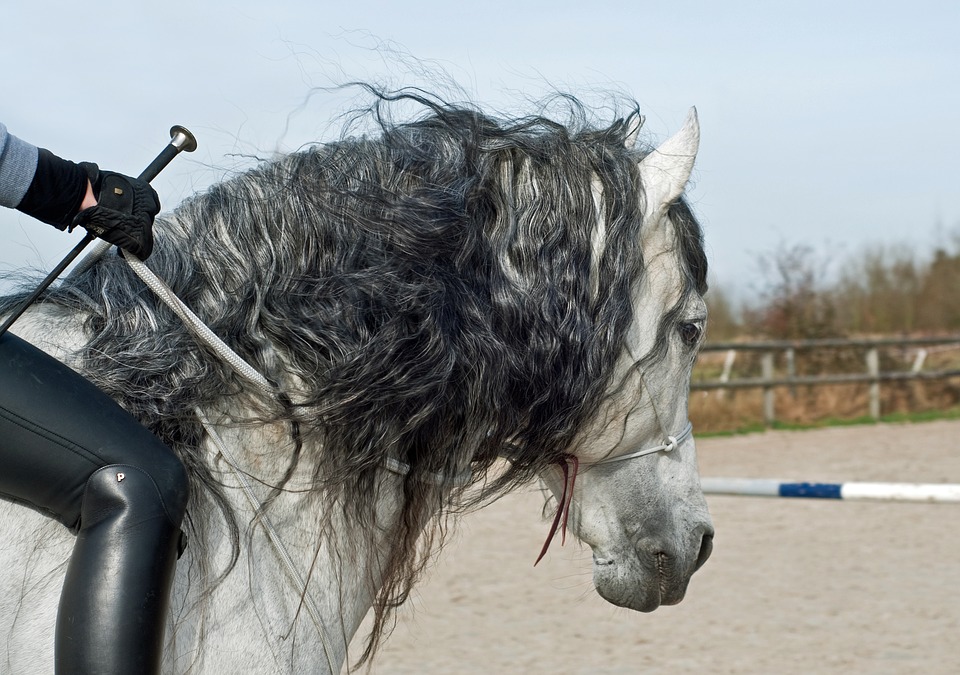 Il proprietario di un animale o chi se ne serve per il tempo in cui lo ha in uso, è responsabile dei danni cagionati dall'animale, sia che fosse sotto la sua custodia, sia che fosse smarrito o fuggito, salvo che provi il caso fortuito.