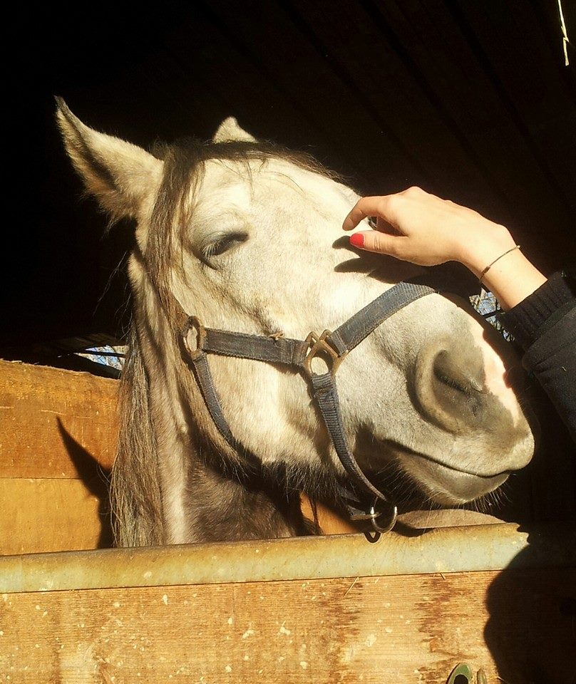 Danni causati dal cavallo e responsabilità civile dell'utilizzatore del cavallo. Criterio di imputazione della responsabilità civile L’utilità della consulenza legale preventiva e della polizza assicurativa